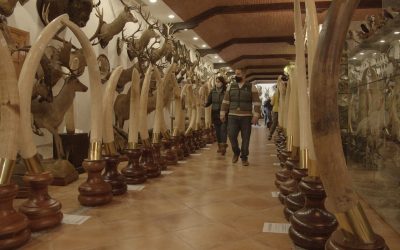 ‘Zoom’ investiga cómo llegó la mayor colección de animales disecados de España a una finca de Bétera y si se trata de tráfico ilegal