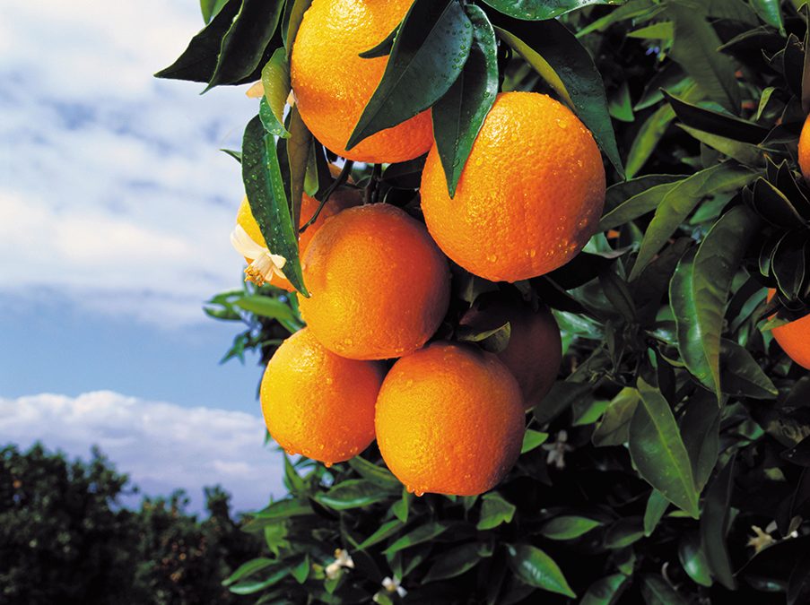 Consum sólo vende naranjas valencianas con el sello de calidad IGP ‘Cítricos Valencianos’
