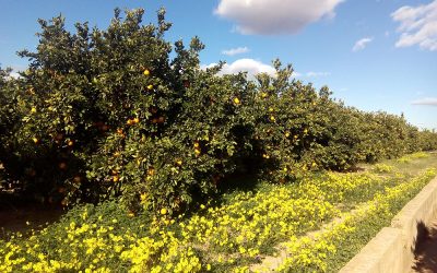 AVA-ASAJA pide a los comercios y consumidores que den prioridad a las naranjas españolas